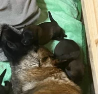 Belgický ovčák Malinois s PP