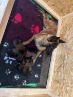 Belgický ovčák Malinois s PP