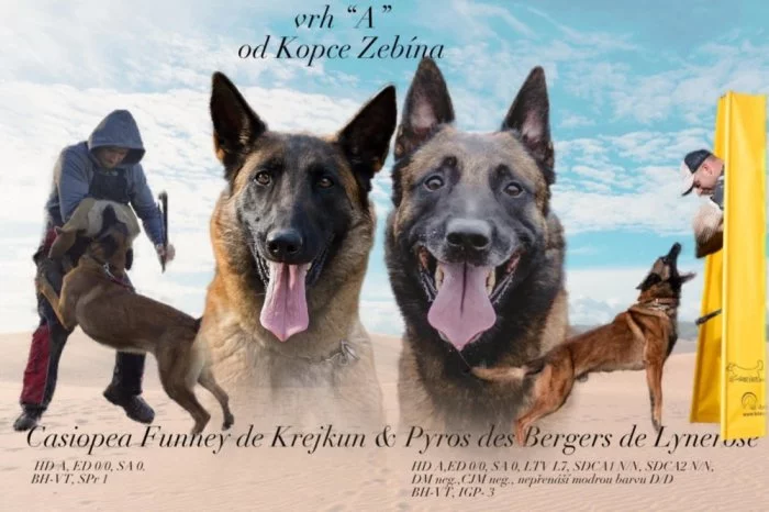 Belgický ovčák Malinois s PP