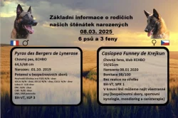 Belgický ovčák Malinois s PP
