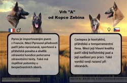 Belgický ovčák Malinois s PP