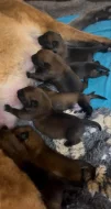 Belgický ovčák Malinois s PP