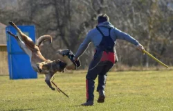 Belgický ovčák Malinois s PP