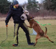 Belgický ovčák Malinois s PP