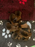 Belgický ovčák Malinois s PP