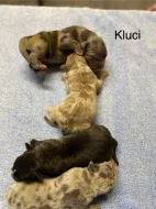 Amecan Bully xl/xxl