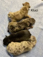 Amecan Bully xl/xxl