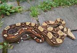 Boa imperator - Keltic Paradigm