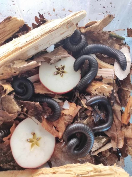 Odontostreptus sjoestedi