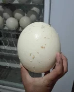 Prodáváme pštrosí, pštrosí vejce a pštrosí peří