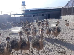 Prodáváme pštrosí, pštrosí vejce a pštrosí peří