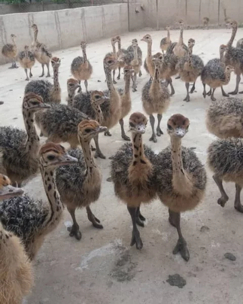 Prodáváme pštrosí, pštrosí vejce a pštrosí peří