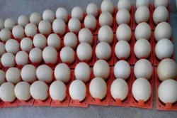 Prodáváme pštrosí, pštrosí vejce a pštrosí peří