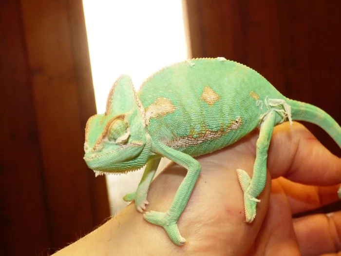 Chameleon jemenský (Chamaeleo calyptratus)