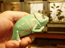 Chameleon jemenský (Chamaeleo calyptratus)