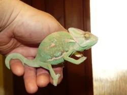 Chameleon jemenský (Chamaeleo calyptratus)