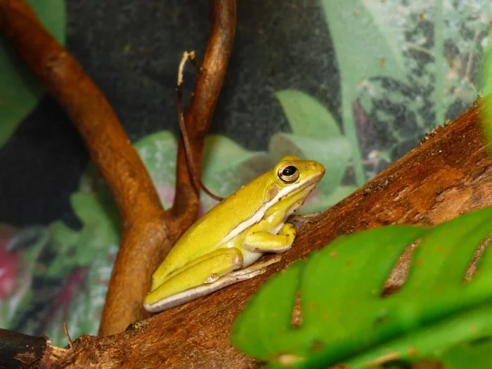 Rosnička karolínská (Hyla cinerea)