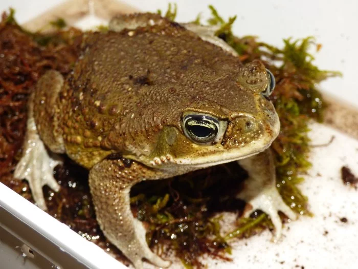 Ropucha obrovská (Rhinella marina)