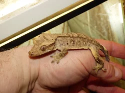 Pagekon řasnatý (Coreolophus ciliatus)