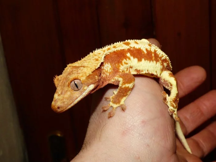 Pagekon řasnatý (Coreolophus ciliatus)
