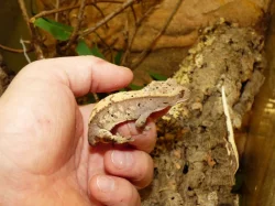 Pagekon řasnatý (Coreolophus ciliatus)