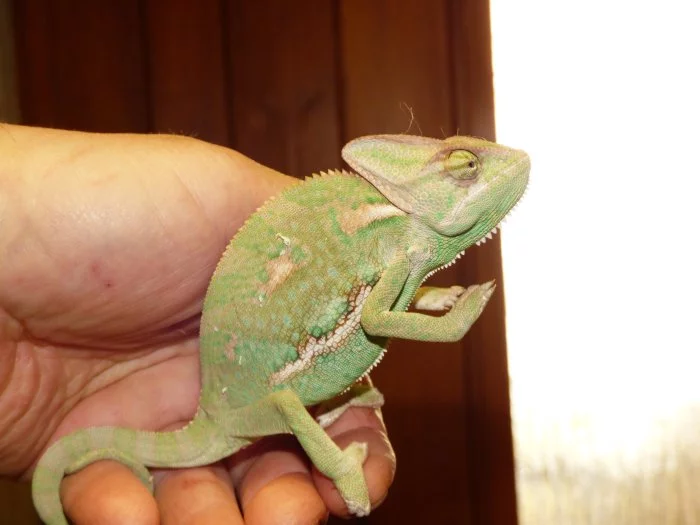 Chameleon jemenský (Chamaeleo calyptratus)
