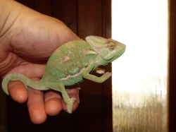 Chameleon jemenský (Chamaeleo calyptratus)