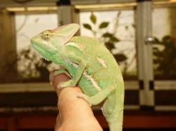 Chameleon jemenský (Chamaeleo calyptratus)