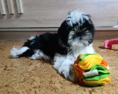 Shih-tzu (vymazlená štěňátka s PP)