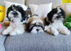Shih-tzu (vymazlená štěňátka s PP)