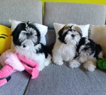 Shih-tzu (vymazlená štěňátka s PP)