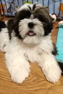 Shih-tzu (vymazlená štěňátka s PP)
