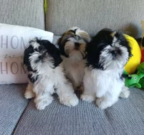 Shih-tzu (vymazlená štěňátka s PP)