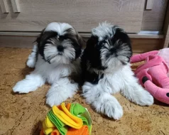 Shih-tzu (vymazlená štěňátka s PP)