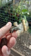 Klapavka obecná (Sternotherus odoratus)