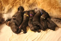Leonberger - štěňata s PP