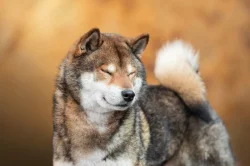 SHIBA štěňata k rezervaci