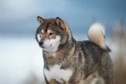 SHIBA štěňata k rezervaci