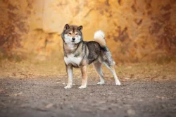 SHIBA štěňata k rezervaci