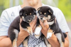SHIBA štěňata k rezervaci