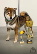 SHIBA štěňata k rezervaci