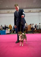 SHIBA štěňata k rezervaci