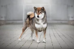 SHIBA štěňata k rezervaci