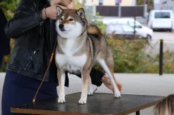 SHIBA štěňata k rezervaci