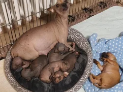 Štěňata Peruánských a Mexických naháčů - kluky
