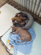 Štěňata Peruánských a Mexických naháčů - kluky