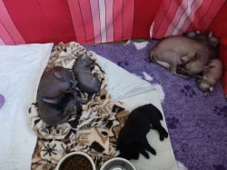 Štěňata Peruánských a Mexických naháčů - kluky