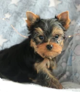 štěňátka jorkšírského teriera