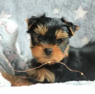 štěňátka jorkšírského teriera