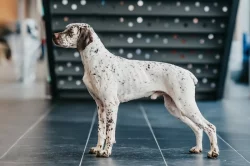 Bourbonský ohař s PP